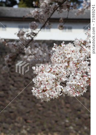 皇宮犬井通和藤門藤見櫻花 皇宮犬井通和藤門藤見櫻花 71989241