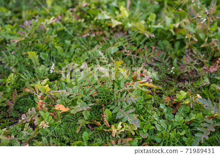 Seven herbs of spring 71989431