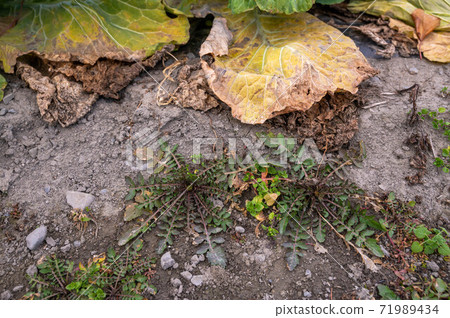 Seven herbs of spring Seven herbs of spring 71989434