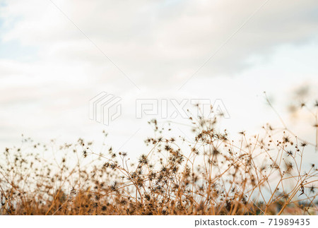 Fruit-bearing winter needles 71989435