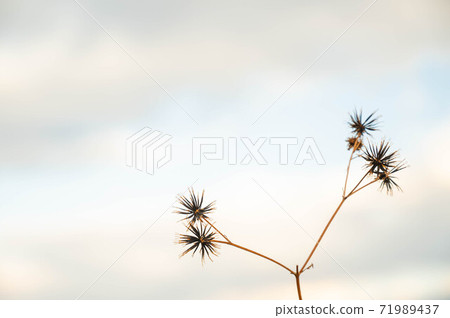 Fruit-bearing winter needles 71989437