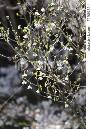 Green cherry blossoms blooming on the Imperial Palace Inui-dori Green cherry blossoms blooming on the Imperial Palace Inui-dori 71989534