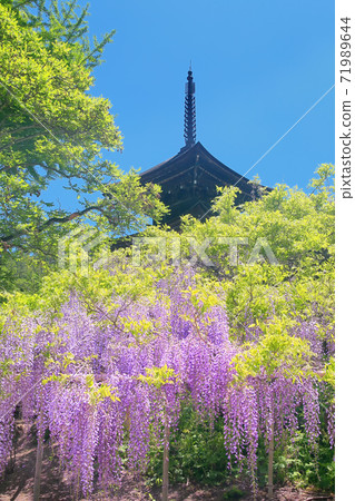Zensanji Temple where wisteria flowers bloom 71989644