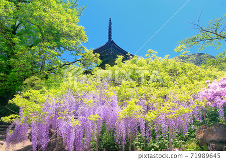Zensanji Temple where wisteria flowers bloom 71989645