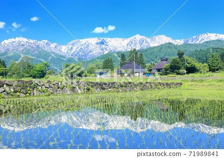 Paddy fields and the Northern Alps in Hakuba 71989841