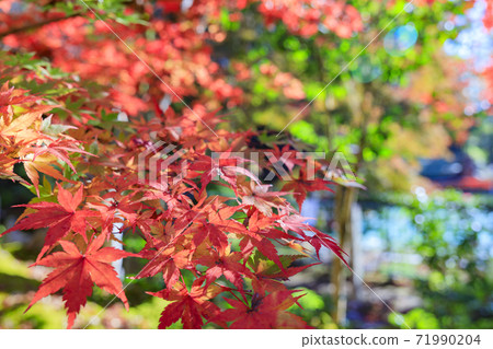 Eye leaves lit up in Eikendo 71990204