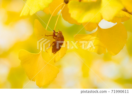 Cicada shells remaining in ginkgo 71990611