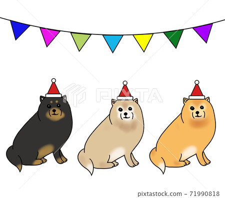 Three Pomeranians in garland and hats 71990818