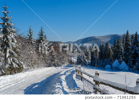 Secondary countryside alpine road to remote mountain hamlet through snowy fir forest, snow drifts and wood fence on wayside 71991293