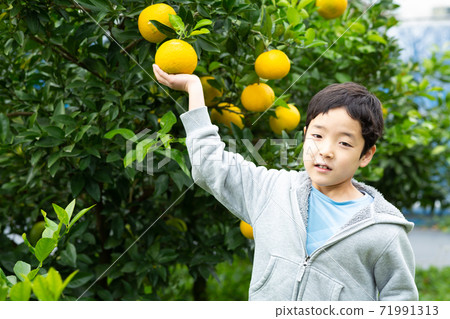 Fruit picking child 71991313