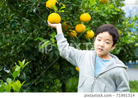 Fruit picking child 71991314