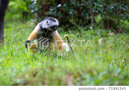 A diademed sifaka in its natural environment in the rainforest on the island of Madagascar 71991343