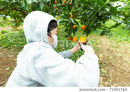 Man picking oranges Man picking oranges 71991584