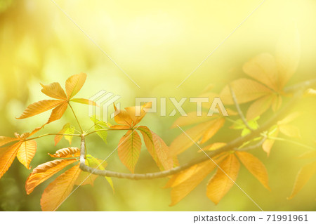 Dead leaves Morning glow Dead leaves Morning glow 71991961
