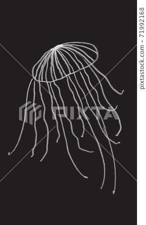 Jellifish, hand drawn illustration 71992168