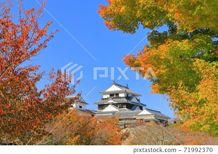 [Ehime Prefecture] Matsuyama Castle castle tower in autumn colors 71992370