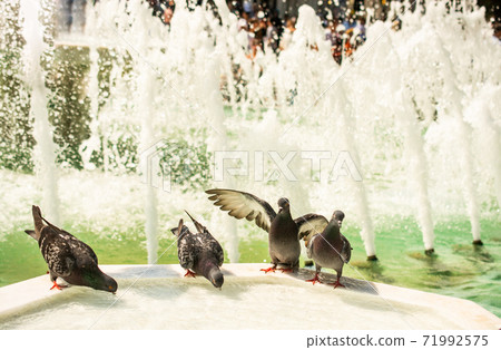 Pigeons drinking water from marble fountain at the city park 71992575