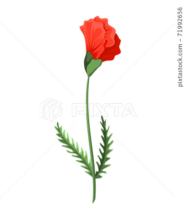 Bud poppy flower. Watercolor hand drawn poppy. Isolated botanical symbol of blooming red poppy blossom. Floral design for decor or holiday wedding greeting card template Bud poppy flower. Watercolor hand drawn poppy. Isolated botanical symbol of blooming red poppy blossom. Floral design for decor or holiday wedding greeting card template 71992656