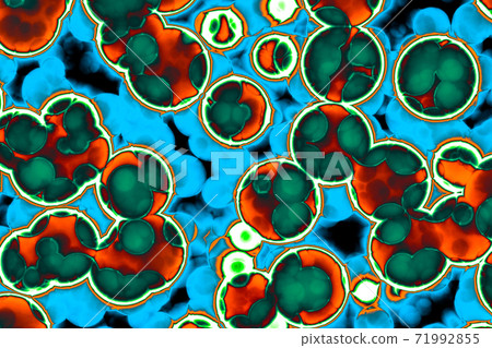 Shape of bacterial cell Shape of bacterial cell 71992855
