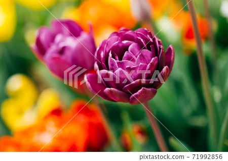 Beautiful tulips flower in tulip field in spring Beautiful tulips flower in tulip field in spring 71992856