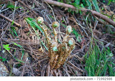 Wild plants in Yamanaka Hirasawa district, Uozu city, Toyama prefecture 71992986