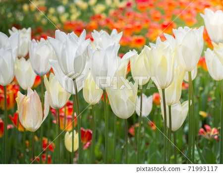 Colorful tulip flowers bloom in the garden Colorful tulip flowers bloom in the garden 71993117