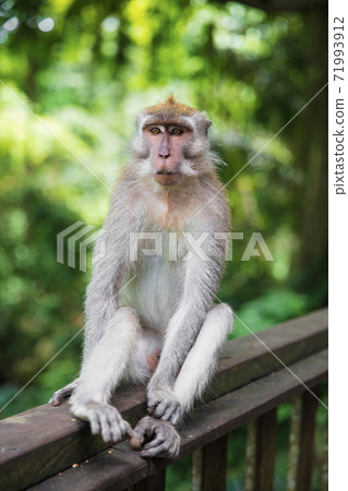 Charming monkey sitting on a wooden railing Charming monkey sitting on a wooden railing 71993912