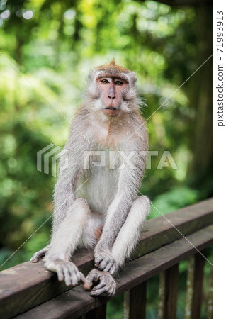 Lovely monkey sitting on a wooden railing. Lovely monkey sitting on a wooden railing. 71993913