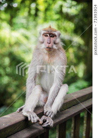 Calm monkey sitting on a wooden railing. Calm monkey sitting on a wooden railing. 71993914