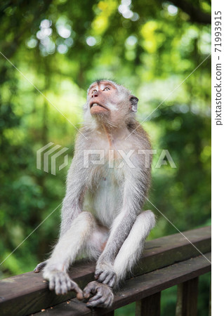 Pensive monkey sitting on a wooden railing Pensive monkey sitting on a wooden railing 71993915