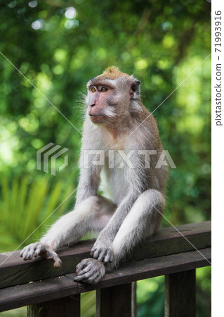 Cute monkey sitting on a wooden railing. Cute monkey sitting on a wooden railing. 71993916