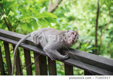 Charming monkey resting on a wooden railing. 71993917