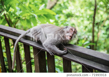 Lovely monkey resting on a wooden railing Lovely monkey resting on a wooden railing 71993918