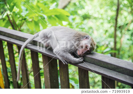 Pretty monkey resting on a wooden railing Pretty monkey resting on a wooden railing 71993919