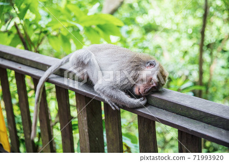 Cute monkey resting on a wooden railing. 71993920