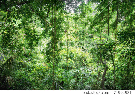 View deep in the jungle 71993921