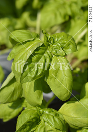 Common basil Common basil 71994134