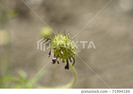 Pincushion flower Beaujolais Bonnets seed head Pincushion flower Beaujolais Bonnets seed head 71994189