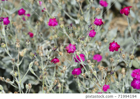 Rose campion 71994194