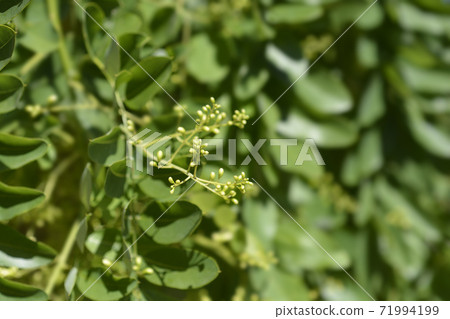 Weeping Japanese pagoda tree 71994199