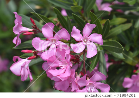 Common oleander 71994201