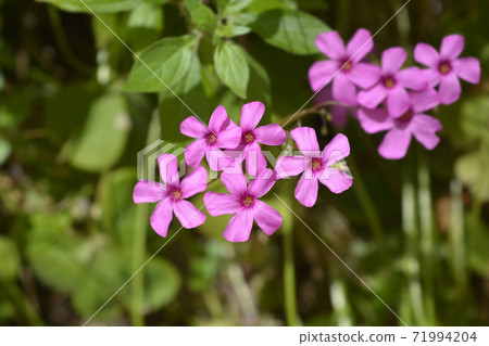 Pink wood sorrel 71994204
