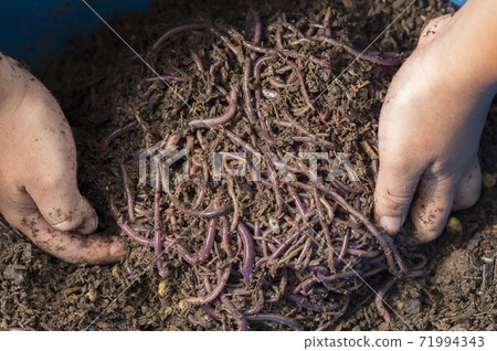 Child hands holding Fertile soil Child hands holding Fertile soil 71994343