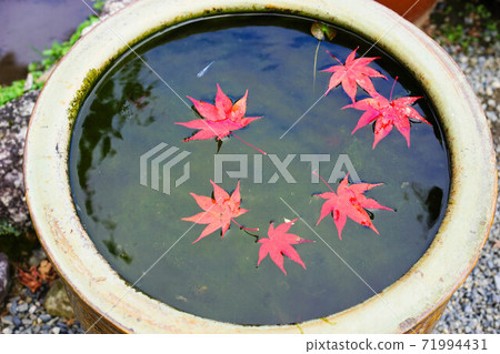 秋天的樹葉在水瓶子裡 秋天的樹葉在水瓶子裡 71994431