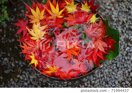 盆和秋天的落葉 71994437