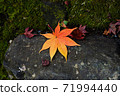 Moist fallen leaves and autumn leaves 71994440