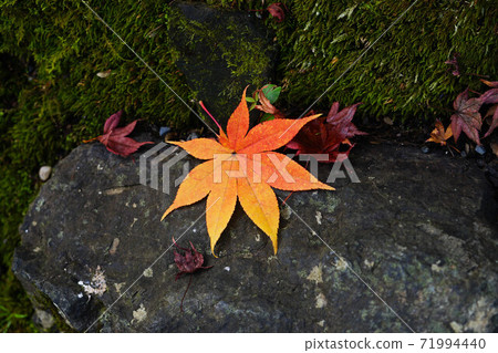 潮濕的落葉和秋天的落葉 潮濕的落葉和秋天的落葉 71994440