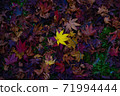 Moist fallen leaves and autumn leaves 71994444