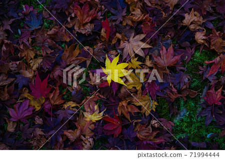 潮濕的落葉和秋天的落葉 71994444