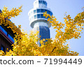 Autumn leaves and ginkgo in Yokohama 71994449
